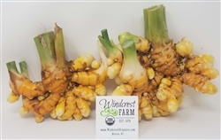 Fresh Turmeric - USDA Certified Organic
