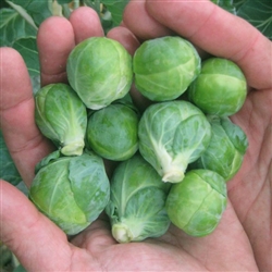 Brussels Sprouts, Dagan (F1)