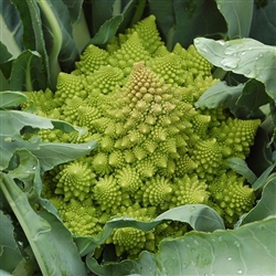 Cauliflower, Veronica F1 Romanesco