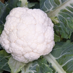 Cauliflower, Synergy