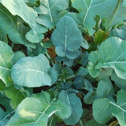 Collards, Georgia