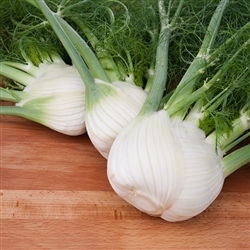 Fennel, Preludio (F1)