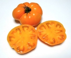 Certified Organic Tomato Plants Blazing Beauty Dwarf