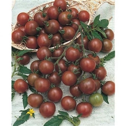 Certified Organic Tomato Plants Brown Berry