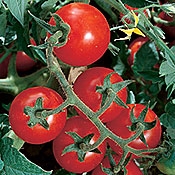 Certified Organic Chadwick Cherry Tomato Transplant