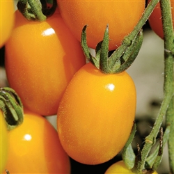 Certified Organic Tomato Plants Gold Sweet Grape