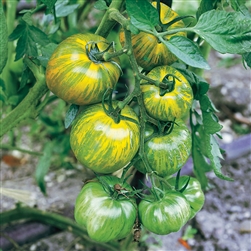 Certified Organic Tomato Plants Green Zebra