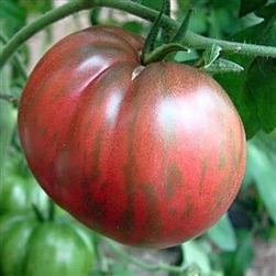 Certified Organic Tomato Plants Pink Berkley Tie-Die