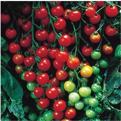 Certified Organic Tomato Plants Supersweet 100 Red Cherry