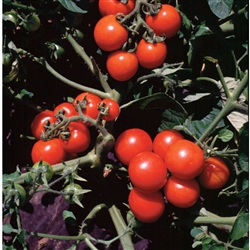 Certified Organic Tomato Plants Washington Cherry
