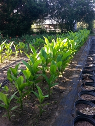 Turmeric Plant