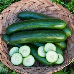 Cucumber Green Finger