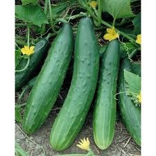 Cucumber Garden Sweet Burpless