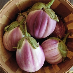 Eggplant Rosa Bianca