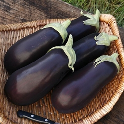 Traviata Italian Purple Eggplant