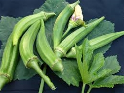 Okra Clemson Spineless