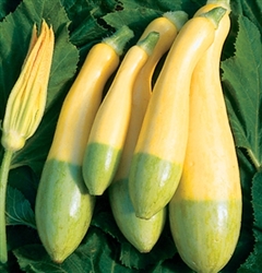 Squash Zucchini Zephyr