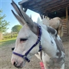 Beta Biothane Mini Pony/ Mini Donkey Halter for Sale!