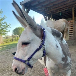 Beta Biothane Mini Pony/ Mini Donkey Halter for Sale!