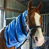 Equi Cool Down Equine Neck Wraps for Sale!