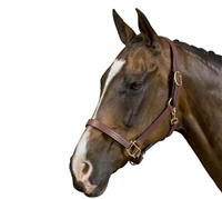 Collegiate Triple Stitched Breakaway Headcollar for sale!