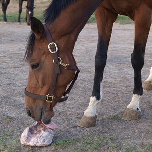 Remond Rock Salt for Horses for Sale!