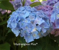 Hydrangea Macrophylla Blauer Zwerg