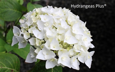 Hydrangea Macrophylla Blushing BrideÂ® Endless SummerÂ®