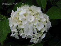 Hydrangea Macrophylla Bridal Bouquet