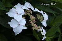 Hydrangea Serrata Grayswood