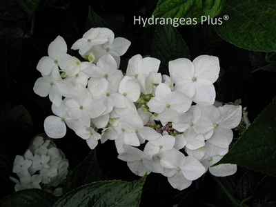 Hydrangea Macrophylla Lanarth White