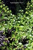 Hydrangea Anomala subsp. Petiolaris Tiliifolia
