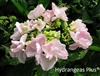 Hydrangea Macrophylla Wayne's White