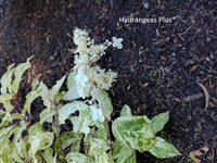 Hydrangea Paniculata Yuki Gessho