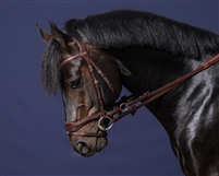 Dyon D Motion Bridle