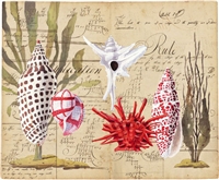 Shells with Sea Grass-Harrison Howard