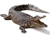 Whole alligator average 14 to 15 lbs., gator meat, alligator meat, alligator tail, where to buy alligator meat, gator meat for sale, buy alligator meat, alligator tail meat, gator tail meat, where can I buy alligator meat, alligator tail meat for sale