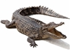 Our Alligators are farm raised in USA. Alligator Mississippiensis. Exotic Meat Market offers whole head on alligators from 40 to 45 Lbs. Alligator is fully gutted. Ready to smoke or grill. Alligator meat is lean, firm and almost pink in color.