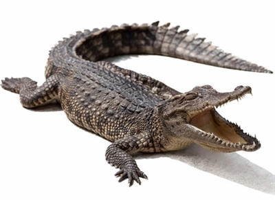 Our Alligators are farm raised in USA. Alligator Mississippiensis. Exotic Meat Market offers whole head on alligators from 40 to 45 Lbs. Alligator is fully gutted. Ready to smoke or grill. Alligator meat is lean, firm and almost pink in color.