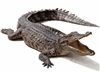 Our Alligators are farm raised in USA. Alligator Mississippiensis. Exotic Meat Market offers whole head on alligators from 5 to 6 Lbs. Alligator is fully gutted. Ready to smoke or grill. Alligator meat is lean, firm and almost pink in color.