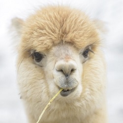 Exotic Meat Market offers frozen Alpaca Alpaca Heart; Liver and Kidney. All three organs from the same animal are packed in one package.