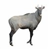 Exotic Meat Market offers Antelope Denver Leg. Antelope is naturally tender, cuts from the leg can be used like steak cuts. The name Denver Leg is used to describe the collection of the four leg primals - the Rump, Topside, Silverside and Knuckle.