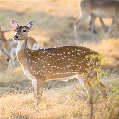 Exotic Meat Market Offers Axis Deer Burgers from Island of Molokai, Hawaii. Axis Deer meat was judged best tasting wild game meat by the Exotic Wildlife Association. Many consider axis Venison to be the best-tasting venison in the world.