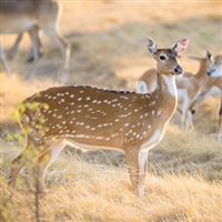 Axis Deer knuckle is delicious when slow cooked with herbs and fresh vegetables. Many consider axis Venison to be the best-tasting venison in the world. Axis Deer meat was judged best tasting wild game meat by the Exotic Wildlife Association.