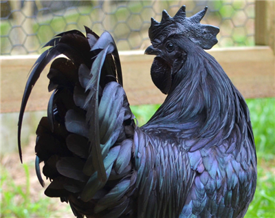 Ayam Cemani Chicken, Buy Ayam Cemani Chicken, Buy Ayam Cemani hen, Buy Ayam Cemani eggs, Buy Ayam Cemani Breeding Pair, Ayam Cemani Chicken for sale, Where can I buy Ayam Cemani Chicken, Ayam Cemani Chicken price, Ayam Cemani Chicken near me, Ayam Cemani