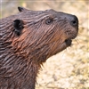 Male Beaver has two testicles and they really taste YUMMY! Beaver meat is dark red, fine grained, moist and tender, and when properly prepared, is similar in flavor to roast pork.