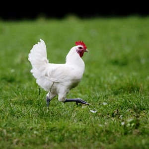 Blue Foot Chicken - 4 to 6 Lbs.