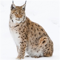 Bobcat Tenderloin - 1 Set