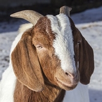 Exotic Meat Market offers Goat Burgers from Boer Goat. Burgers are packed in one-pound packaging. Four burgers per pack. Four ounces each.