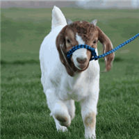 I am passionate about producing the very best Boer Goats possible for eating and enjoyment on your plate! Rack of Goat is cherry dark in color, coarsely grained, mild with a sweet flavor. They are pasture raised on grass and leaves.